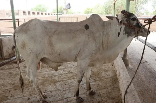Qurbani with Ease Cow Share